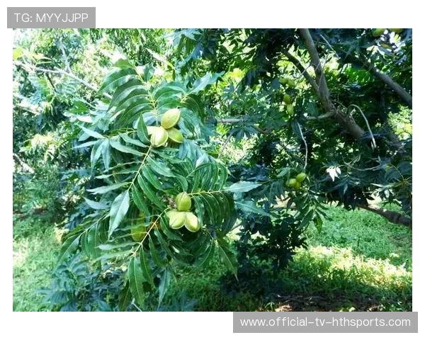 商务部对美墨碧根果启动反倾销调查，墨西哥碧根果